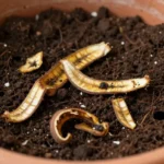 Abono casero con c&aacute;scaras de pl&aacute;tano en maceta &mdash; Latinoam&eacute;rica