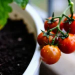 Abono con cáscaras de plátano para mis plantas en macetas urbanas abono-con-cascaras-de-platano-para-mis-plantas-huerta-urbana-1