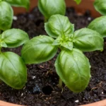 albahaca-en-maceta-como-cuidarla-huerta-urbana