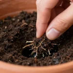 cada-cuanto-regar-plantas-comestibles-en-maceta-huerta-urbana