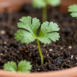 cilantro-en-maceta-cuantos-dias-da-cosecha-huerta-urbana