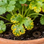 cilantro-en-maceta-por-que-se-huerta-urbana