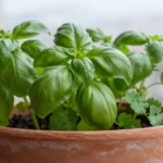 como-ahorrar-en-el-supermercado-con-huerta-urbana