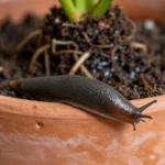 como-controlar-babosas-en-huerto-urbano-de-forma-natural-huerta-urbana