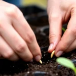 como-crear-un-huerto-en-balcon-pequeno-huerta-urbana-1