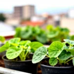 Cómo cultivar acelga en macetas para terraza en tu ciudad como-cultivar-acelga-en-macetas-para-terraza-huerta-urbana-1