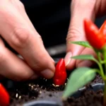 como-cultivar-aji-morron-en-maceta-huerta-urbana-1