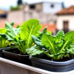 como-cultivar-apio-en-macetas-en-buenos-aires-huerta-urbana-1