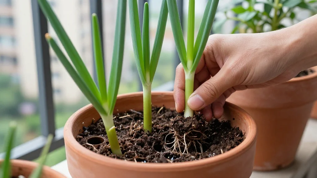 Cebolla en maceta &mdash; Latinoam&eacute;rica