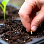 como-cultivar-chile-jalapeno-en-maceta-huerta-urbana-1