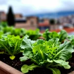 como-cultivar-chile-jalapeno-en-macetas-de-balcon-huerta-urbana-1