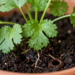 como-cultivar-cilantro-en-maceta-paso-a-paso-huerta-urbana