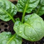 como-cultivar-espinacas-en-maceta-huerta-urbana