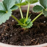 como-cultivar-fresas-en-casa-facil-huerta-urbana