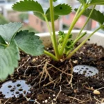 como-cultivar-fresas-en-clima-frio-de-altura-colombia-huerta-urbana