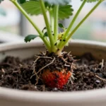 como-cultivar-fresas-en-maceta-en-casa-huerta-urbana