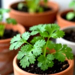 como-cultivar-hierba-santa-en-maceta-huerta-urbana-1