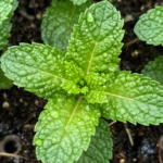 como-cultivar-hierbabuena-en-maceta-huerta-urbana