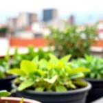 como-cultivar-nopales-en-maceta-en-departamento-huerta-urbana-1