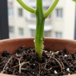como-cultivar-pepino-en-maceta-en-balcon-huerta-urbana