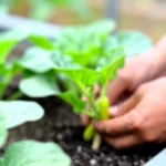 como-cultivar-porotos-en-maceta-en-casa-huerta-urbana-1