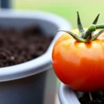 como-cultivar-tomate-de-arbol-en-materas-huerta-urbana-1