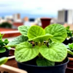 como-eliminar-plagas-de-chile-habanero-sin-quimicos-huerta-urbana-1