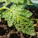 como-eliminar-pulgones-en-plantas-de-huerto-casero-huerta-urbana