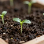 como-empezar-un-huerto-en-apartamento-huerta-urbana