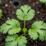 Cómo evitar que el cilantro espigue en tu huerta urbana como-evitar-que-el-cilantro-espigue-huerta-urbana