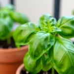 como-germinar-semillas-de-albahaca-italiana-en-casa-huerta-urbana-1