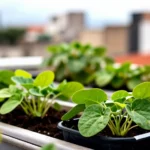 como-hacer-abono-con-cascaras-de-platano-huerta-urbana-1