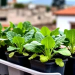 como-hacer-almacigos-en-casa-con-materiales-reciclados-huerta-urbana-1