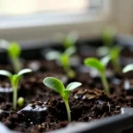 como-hacer-germinados-de-frijol-y-lenteja-en-casa-huerta-urbana-1