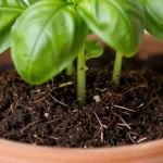 como-hacer-lombricompost-en-casa-para-huerto-huerta-urbana