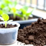 como-hacer-lombricomposta-sin-olor-en-departamentos-huerta-urbana-1