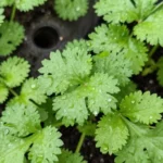 como-hacer-que-dure-mas-la-huerta-urbana