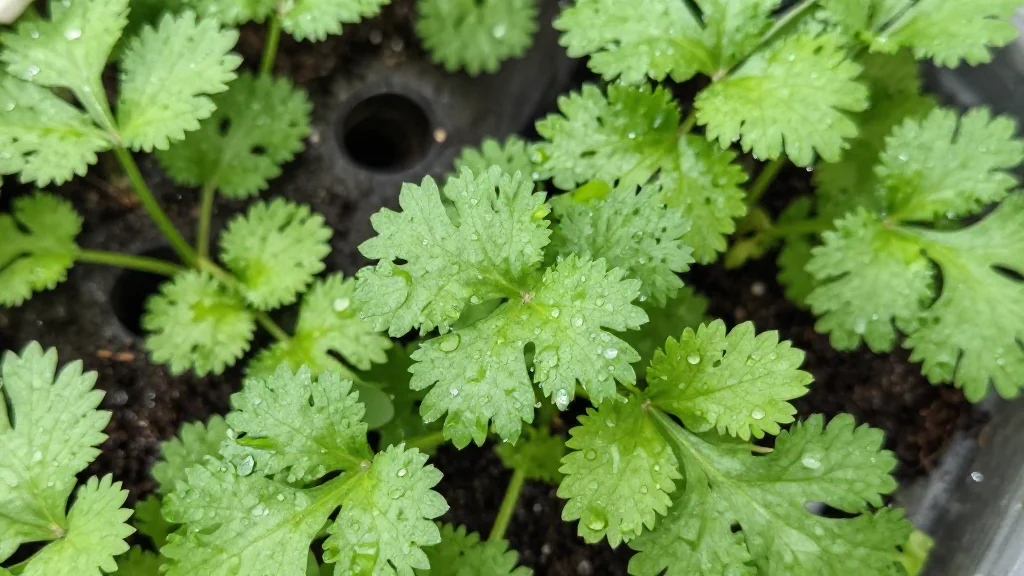 Cilantro en maceta &mdash; Latinoam&eacute;rica