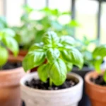 como-hacer-un-huerto-con-botellas-de-plastico-huerta-urbana-1