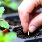 como-hacer-un-huerto-con-botellas-recicladas-huerta-urbana-1