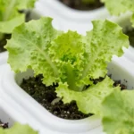 como-hacer-un-huerto-hidroponico-casero-barato-huerta-urbana