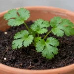 como-hacer-un-huerto-urbano-estetico-huerta-urbana