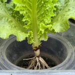 como-hacer-un-sistema-de-cultivo-en-agua-sin-tierra-huerta-urbana