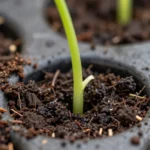 como-multiplicar-plantas-comestibles-gratis-por-esquejes-huerta-urbana