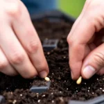 Cómo organizar un huerto en balcones pequeños en tu ciudad como-organizar-un-huerto-en-balcones-pequenos-huerta-urbana-1