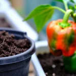 Cómo plantar ají morrón en macetas en tu huerta urbana como-plantar-aji-morron-en-macetas-huerta-urbana-1