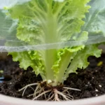 como-proteger-el-huerto-urbano-de-las-heladas-en-altura-huerta-urbana