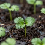 como-reducir-la-factura-del-mercado-con-huerto-casero-huerta-urbana