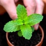 como-reproducir-hierbabuena-en-agua-en-casa-huerta-urbana-1