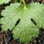 como-saber-si-una-planta-necesita-huerta-urbana